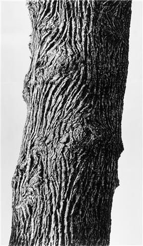 Drawings Of Trees, Tree Trunk Drawing, Tree Drawings Pencil, Tree Bark Texture, Tree Textures, Texture Drawing, Tree Sketches, Tree Artwork, Black And White Tree