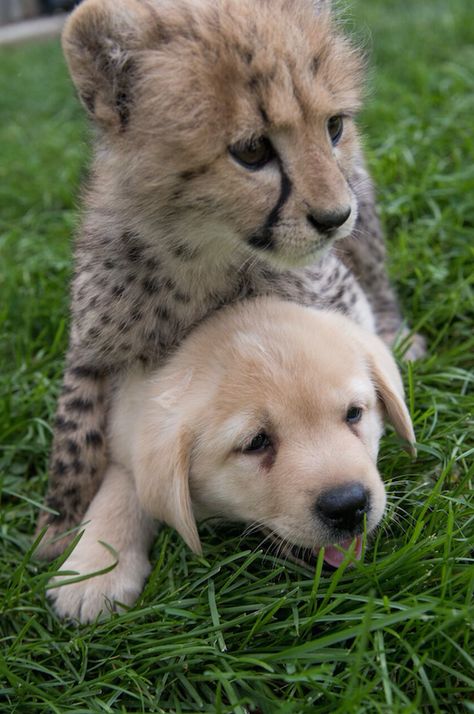 Emmett was hand-reared for several weeks while being treated for pneumonia. He was introduced to his “companion puppy” soon after that, according to the zoo’s Facebook. | This Puppy And Cheetah Cub Are Going To Be Raised As Brothers Perros Golden Retriever, Baby Cheetah, Cheetah Cubs, Baby Cheetahs, Really Cute Puppies, Emotional Support Dog, Support Dog, Animals Friendship, Cheetahs