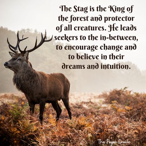 It’s the Season of the Stag, the protector and leader of seekers to the in-between. He’s also a symbol of the Hunt and fertility. Early man knew and called upon the power of the Stag, as evidenced in cave paintings around the world. Man was also painted with stag horns on his head. Stag Meaning, Stag Spirit Animal Meaning, Buck Symbolism, Stag Aesthetic, Deer Meaning Spirit Animal, Stag Spirit Animal, Stag Symbol, Stag Symbolism, Elk Symbolism