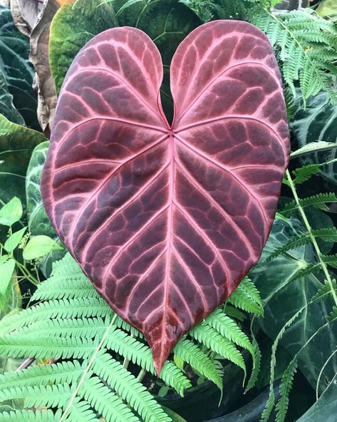 Anthurium magnificum Anthurium Red Crystallinum, Crystallinum Anthurium, Anthurium Care, Anthurium Magnificum, Anthurium Plant, Tanaman Pot, Neon Flowers, Desain Lanskap, Unusual Plants