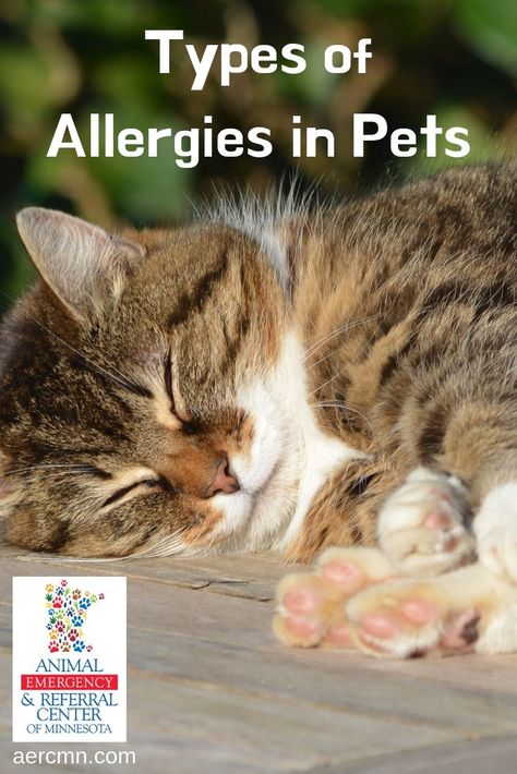 Allergy Medicine For Dogs, Best Cat Breeds For Allergies, Cat Allergy Remedies, Medicine For Cats, Natural Remedies For Cat Allergies, Cat Remedies, Cat Sneezing, Cat Friendly Medications, Hypoallergenic Cats