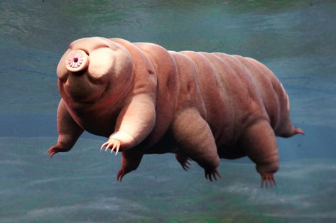 New species of ‘water bear’ discovered in Japanese parking lot Moss Piglet, Carolina Do Norte, Microscopic Organisms, Deep Sea Creatures, Drawing Prompt, Chapel Hill, Cute Animal Videos, Weird Animals, Water Bear