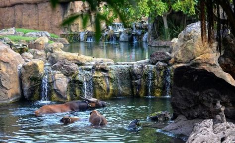 Bioparc Valencia Wolf Habitat, Zoo Exhibit, African Forest, Zoo Inspiration, Zoo Pictures, Zoo Tycoon, Zoo Design, Public Aquarium, Zoo Project