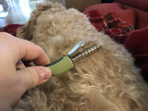 How To Prevent Goldendoodle Matting: 3 Must Own Dog Brushes – Goldendoodle Advice Matted Goldendoodle, Black Goldendoodle Haircuts Teddy Bears, Doodle Cuts Goldendoodle Haircuts, Mini Goldendoodle Haircut, Mini Bernedoodle Haircut, Golden Doodle Haircut, Matted Dog Hair, Dog Brushes, Doodle Cuts