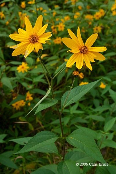 Woodland Sunflower, Field Garden, Native Landscaping, Garden Mural, Planting Design, Garden Inspo, Side Garden, All Flowers, Plant Design