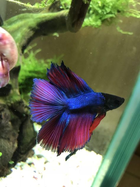 Betta Fish Names Betta Fish Colors, Betta Fish Names, Beautiful Betta Fish, Fighter Fish, Fish Names, Low Maintenance Pets, Betta Aquarium, Betta Fish Care, Betta Tank