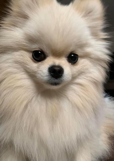 Pomeranian Dog Wallpaper, Cream Pomeranian Puppy, Pomerian Dog White, White Pomeranian Puppies, Cream Pomeranian, Beige Pomeranian, Toy Pomeranian, Toy Breeds, White Pomeranian