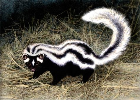 Striped Polecat by WillemSvdMerwe on DeviantArt Striped Skunk, Baby Skunks, Leopard Cub, Scientific Name, Interesting Animals, Animal Jam, Unusual Animals, Silly Animals, Cute Little Things