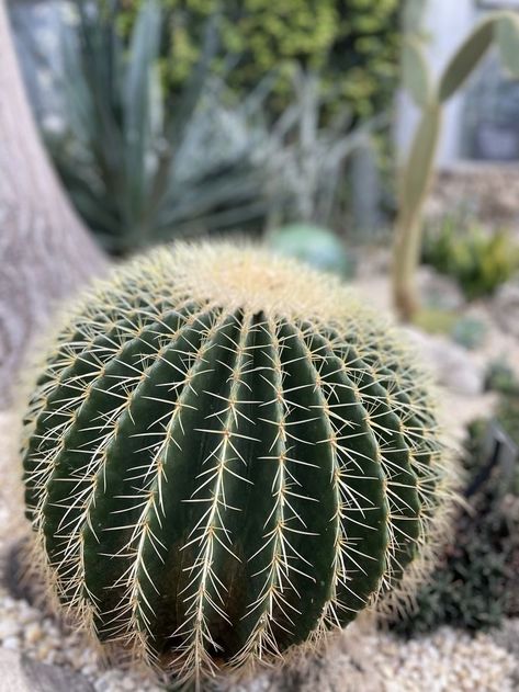 Cactus Aesthetic, Round Cactus, Bonsai Fruit Tree, Plants Aesthetic, Plant Cactus, Fruit Tree, Cactus Garden, Succulent Plants, Cacti And Succulents