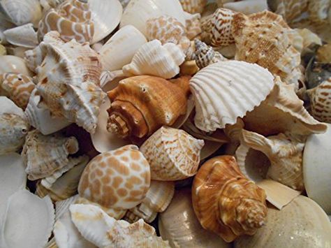 Seashells Crafts, Ocean Shells, Coastal Cottage Decorating, Sea Urchin Shell, Beach Dining, Sailors Valentine, Seaside Decor, Sea Shell Decor, Beach Wedding Decorations