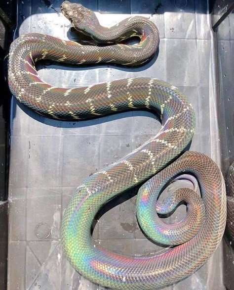 Cute Snakes, Danger Noodle, Cool Snakes, Rainbow Snake, Pretty Snakes, Pet Snake, Beautiful Snakes, Cute Reptiles, Cute Snake