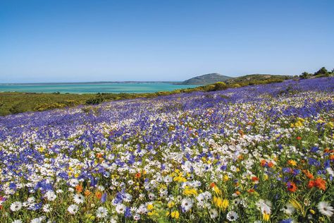 The World's Best Destinations to See Flowers • The Blonde Abroad Namaqualand Flowers, West Coast South Africa, Marloth Park, Coastal Flowers, South Africa Photography, Wind Blowing, South West Coast Path, Africa Do Sul, Jurassic Coast