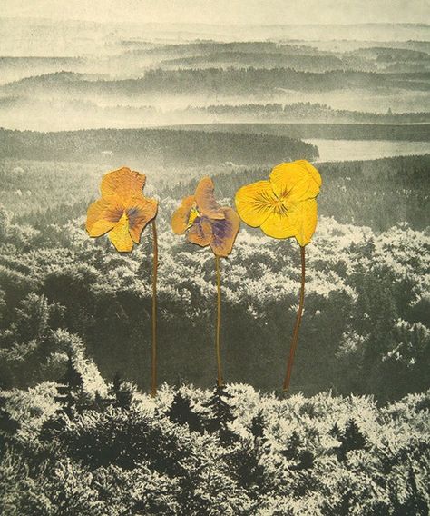 . Magic Day, Flower Collage, Collage Ideas, Playlist Covers, Personal Project, Mellow Yellow, Inner Child, Art Plastique, Pressed Flowers