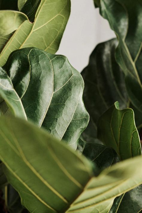 Ficus Lyrata | Terrain Interior Plants Decoration, Big Green Leaves, Facials Quotes, Fig Leaf, Ficus Lyrata, Plants Succulents, Potted Houseplants, Decorative Basket, Skincare Aesthetic