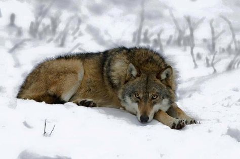 Laying wolf Wolf Pics, Wolf Poses, Wood Plank Art, Wolf Sketch, Wolf Photos, Monster Illustration, Red Wolf, Beautiful Wolves, About Animals