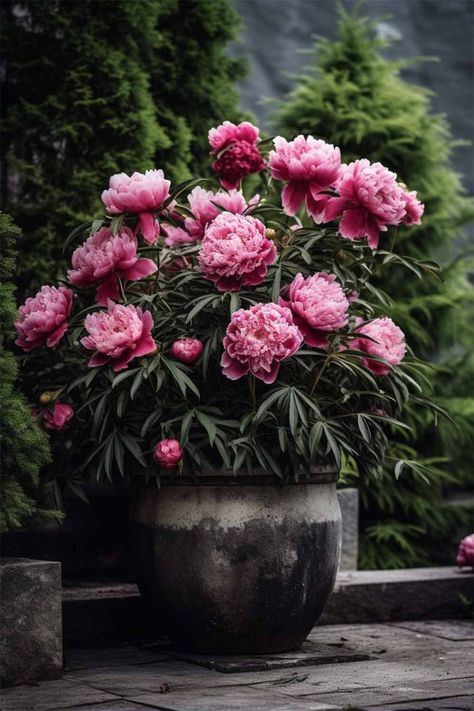 Planting Peonies, Growing Peonies, Peonies Garden, Container Flowers, Balcony Garden, Small Garden, Garden And Yard, How To Grow, Flower Beds