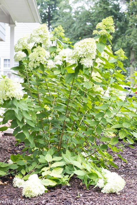 Hydrangea Plant Care, When To Prune Hydrangeas, Little Lime Hydrangea, Pruning Hydrangeas, Hydrangea Landscaping, Succulent Centerpiece, Endless Summer Hydrangea, Centerpiece Flower, Limelight Hydrangea