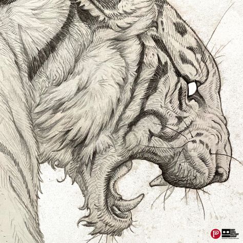 Doodles 2024005, Peng Zhou Tiger Sketch, Tiger Drawing, Animal Drawings Sketches, Výtvarné Reference, Kunst Inspiration, Creature Drawings, Tiger Art, Japanese Tattoo Art, Pencil Art Drawings