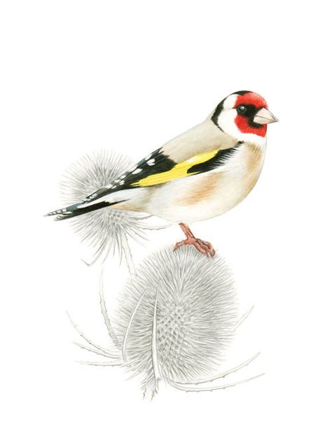 Goldfinch Painting, Goldfinch Art, Sketchbook Challenge, Garden Mural, Art Watercolour, Tiny Bird, Goldfinch, Freelance Artist, Bird Illustration