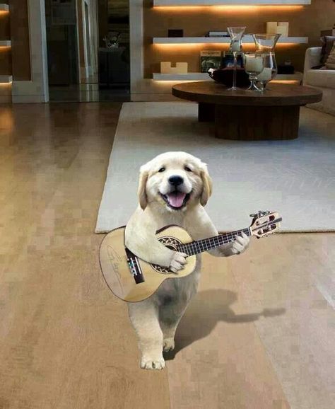 Playing guitar Dog Rules, Dog Costumes, Hound Dog, Funny Animal Pictures, Dog Pictures, Dog Love, Animals And Pets, Funny Dogs