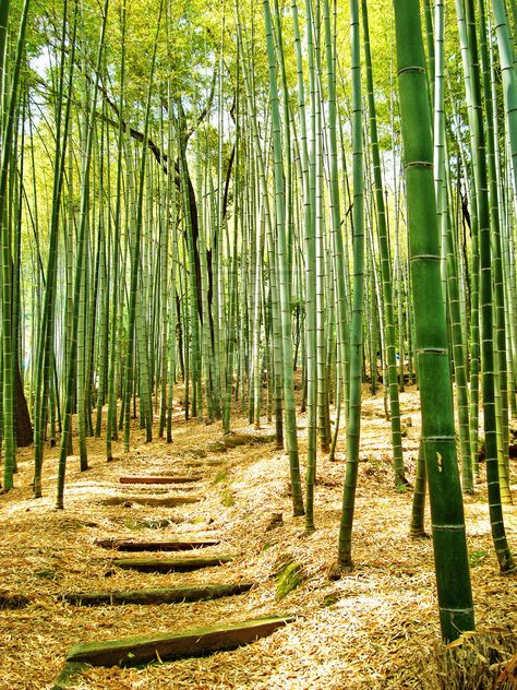 Japanese Bamboo Forest, Bamboo Landscape, Plum Trees, Bamboo Trees, Bamboo Structure, Picture Tree, Japanese Bamboo, Bamboo Garden, Bamboo Crafts