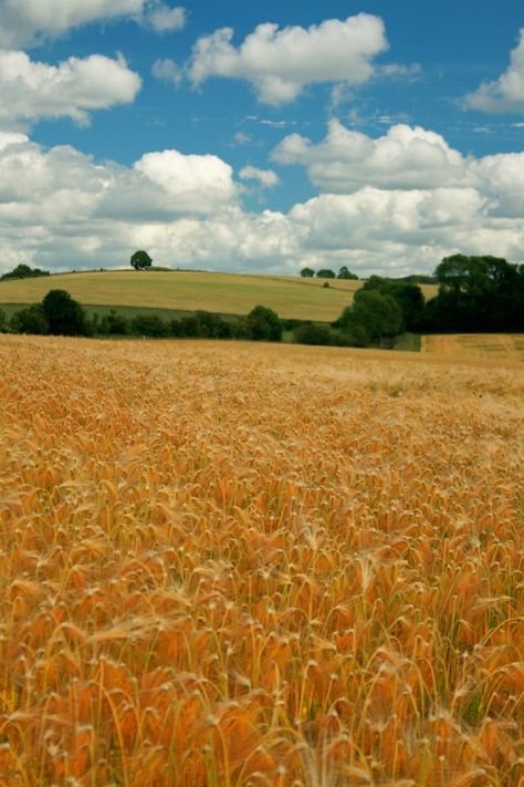 Cotton Wool Clouds, I Am Successful, Pictures Of England, Summer Nature Photography, Cotswolds England, Countryside Pictures, Fields Of Gold, Field Of Dreams, British Countryside