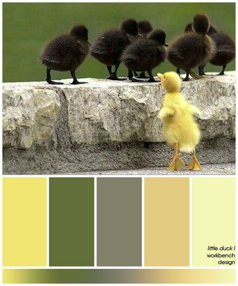 inspiration photo in "sweet colour pops" board Duck Color Palette, Colour Decor, Workbench Designs, Color Palette Yellow, Colour Theory, Lovely Photo, Color Chip, Little Duck, Inspiration Photo