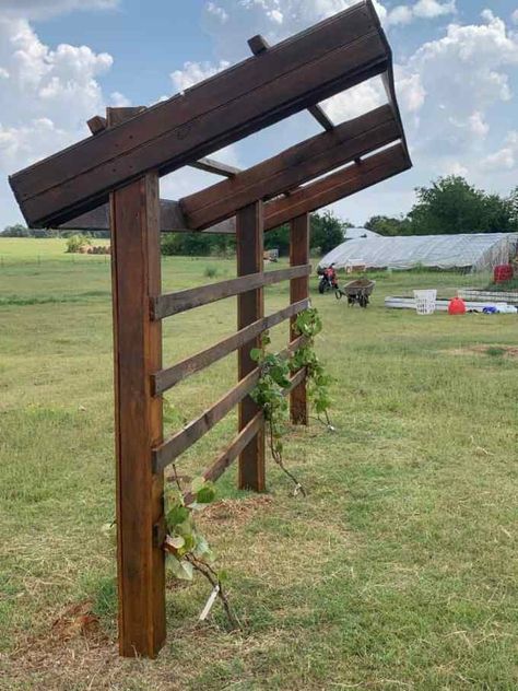 Expert How-to; Build a Beautiful & Simple Grape Arbor 15 Grape Trellis Ideas, Grape Arbors, Backyard Vineyard, Backyard Trellis, Grape Vine Trellis, Grape Vine Plant, Grape Trellis, Grape Arbor, Backyard Structures