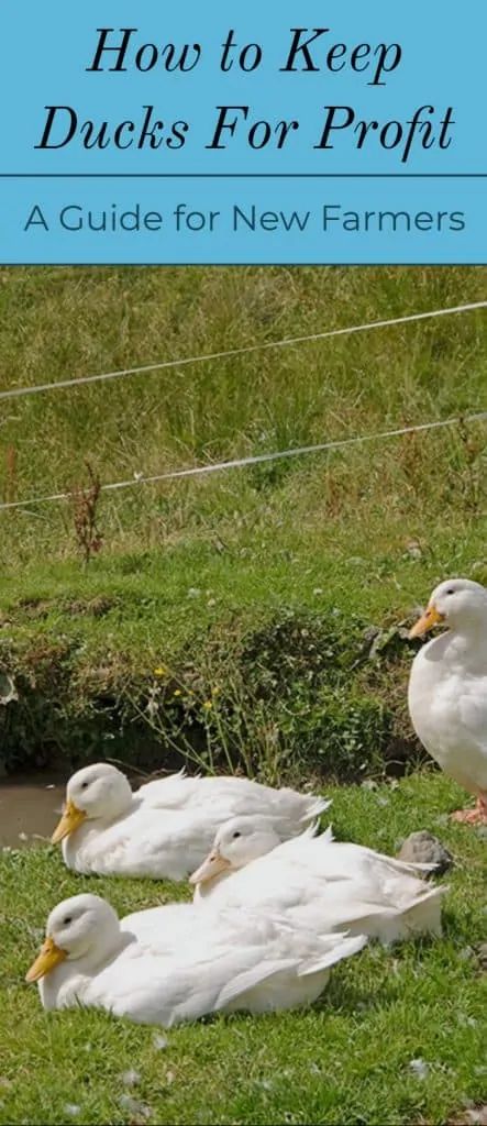 How to Keep Ducks For Profit Farm Ducks, Welsh Harlequin Duck, Keeping Ducks, Sustainable Farm, Sustainable Homestead, Jacobs Well, Ducky Duck, Backyard Ducks, Duck Breeds