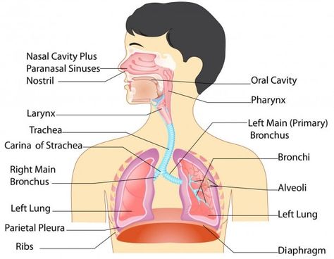 Respitory System  Respiratory System Parts  Anatomy The Respiratory System Function, Respiratory System Anatomy, Human Body Diagram, Paranasal Sinuses, Human Respiratory System, Body Chart, Human Body Organs, The Respiratory System, Body Diagram