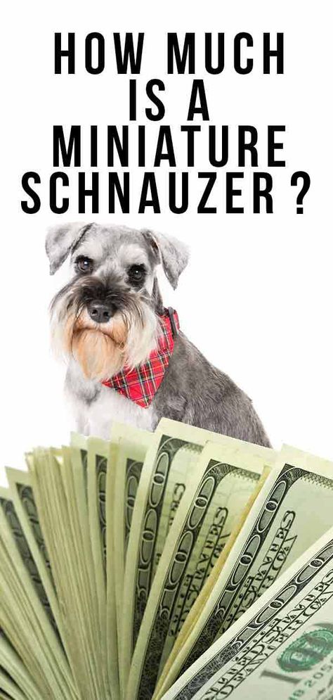 How Much Is A Miniature Schnauzer - How to Prepare For The Cost Liver Colored Mini Schnauzer, Minature Snauzher, Miniature Schnauzer Dogs, Mini Snauzer, Mini Snauzers, Mini Schnauzer Grooming Haircuts, Schnauzer Puppy Cut, Miniature Schnoodle, Miniature Schnauzer Haircut