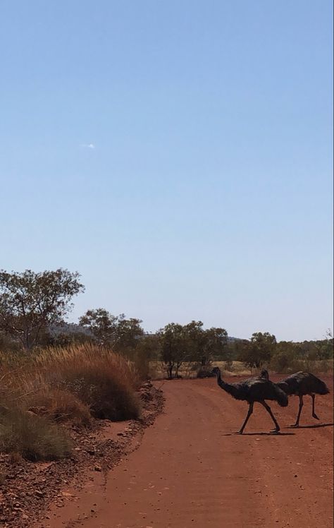 emus crossing the road in outback australia Australia Outback Aesthetic, Outback Australia Aesthetic, Australian Outback Aesthetic, Aus Travel, Australia Aesthetic, Roadtrip Australia, Australia Tattoo, Australia Outback, 7 Sisters