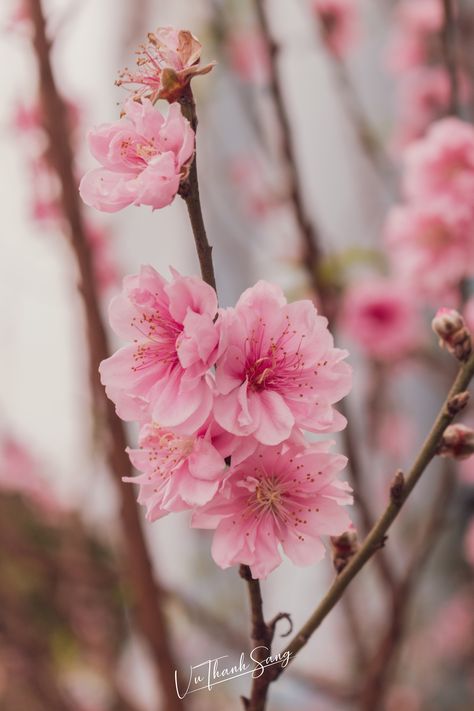 Female Nature, Peach Blossom Tree, Peach Blossom Flower, Blossom Tattoo, Sakura Flower, Nothing But Flowers, Peach Blossom, Peach Trees, Pink Trees