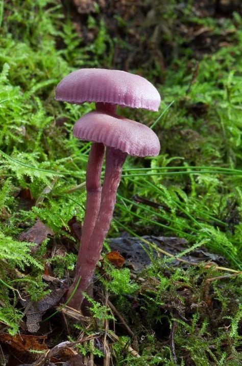 62 Common Mushroom Names | List of Mushroom Types from A-Z Mushroom Types, Mushroom Names, Types Of Mushrooms, Mushroom Species, Chicken Of The Woods, Names List, Cap Display, Fairy Ring, Chestnut Trees