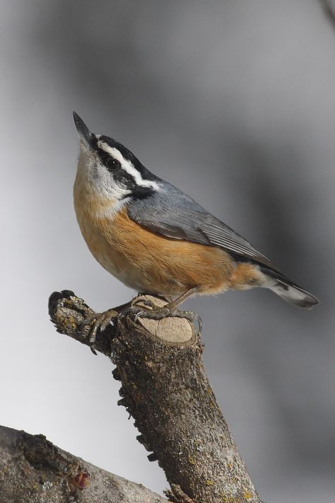 Red-breasted Nuthatch ... - find us now at TheNaturalCapital.com: Great Backyard Bird Count Bird Watcher, Backyard Birds, Bird Pictures, Bird Drawings, Pretty Birds, Bird Photo, Colorful Birds, Cute Birds, Bird Garden