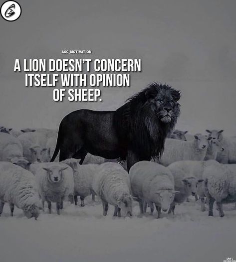 Lion And Sheep, Sheep Quote, Self Made Quotes, Universe Quotes Spirituality, Success Pictures, Power Quotes, Lion Quotes, Respect Quotes, Universe Quotes