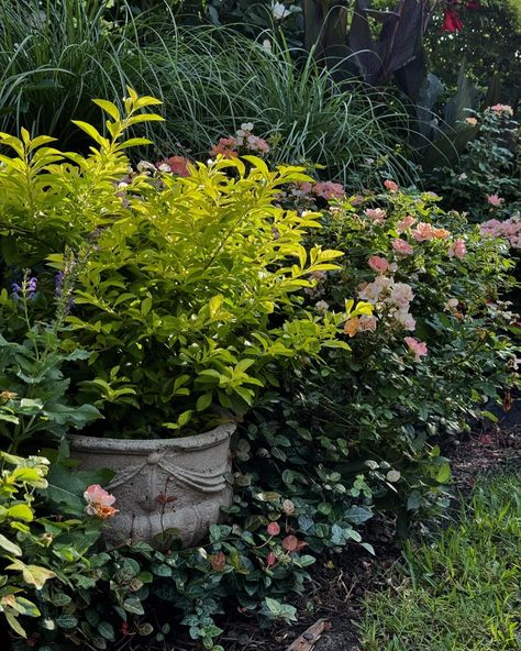 Morning in the garden the bright green shrub is Cuban Gold Durant and the roses of course are Apricot Drift Roses #garden #gardening #gardeninglife #morning #houston #texas #zone9garden #sunny #summer #summertime Drift Roses, Zone 9, Roses Garden, Houston Texas, Bright Green, In The Garden, Apricot, The Garden, Houston