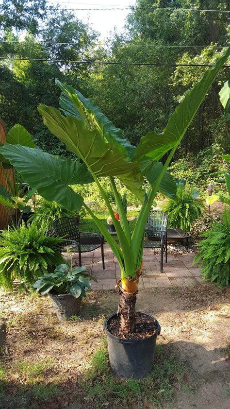 Giant Elephant Ear Plant, Elephant Ears Plants, Alocasia Odora, Homestead Tips, Elephant Ear Bulbs, Alocasia Plant, Dream Plants, Olivia Garden, Plant Wishlist