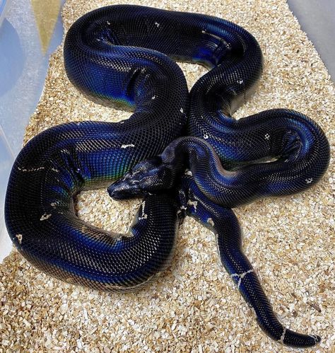 522 Likes, 3 Comments - Robyn Markland (@thereptilereportofficial) on Instagram: “Whoa that's dark! 🖤 Black devil boa at @basicallyboas. TRR is made possible by @thebiodude…” Bizarre Animals, Snake Photos, Black Devil, Pretty Snakes, Wild Animals Photography, Snake Wallpaper, Mystical Animals, Snake Lovers, Cute Snake