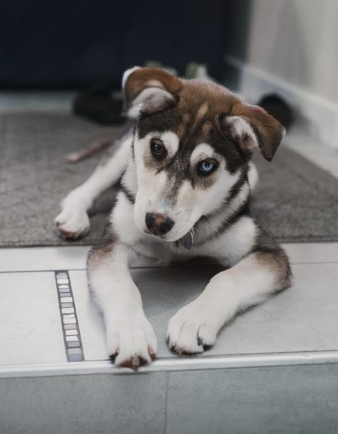 Husky Owner, Labrador Mix, Easiest Dogs To Train, Puppy Images, Cute Husky, Labrador Husky, Husky Mix, Interactive Dog Toys, Husky Puppy