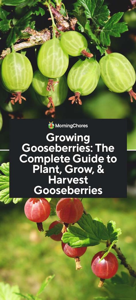 Edible Hedge, How To Grow Gooseberries, Growing Hacks, Gooseberry Plant, Gooseberry Bush, Berry Garden, Blue Berries, Zucchini Slice, Berry Plants