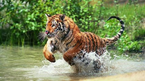 Do tigers live in the jungle? | Reference.com Tiger Hunting, Cat Totem, Panthera Tigris, Sumatran Tiger, Animal Reference, Bengal Tiger, Discovery Channel, Tiger Tattoo, Cat Facts