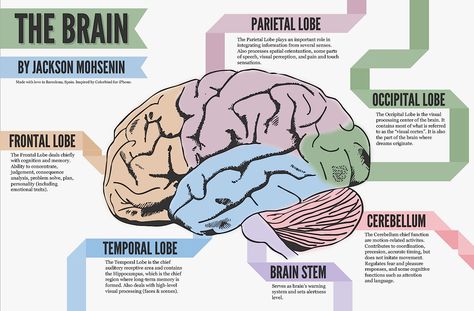 Brain Diagram, Brain Parts, Early Intervention Speech Therapy, Occipital Lobe, Brain Mapping, Brain Structure, Brain Facts, Brain Anatomy, Brain Stem