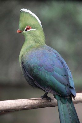 the colours of a loerie bird Knysna Loerie, Knysna Turaco, Turaco Bird, South African Animals, African Animals Photography, South African Birds, Watercolour Birds, African Birds, Photography Posters