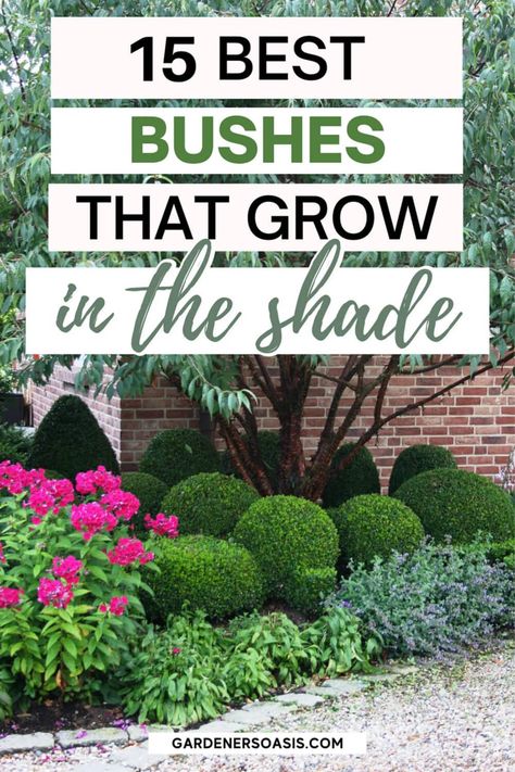 Bushes That Like Shade, Front Yard Landscaping For Shaded Area, Landscaping Shaded Front Yard, Best Bushes For Shade, Shrubs Under Trees, Bushes That Grow In The Shade, Shade Bushes Perennials, Shaded Front Yard Landscaping Ideas, Landscape Shaded Area