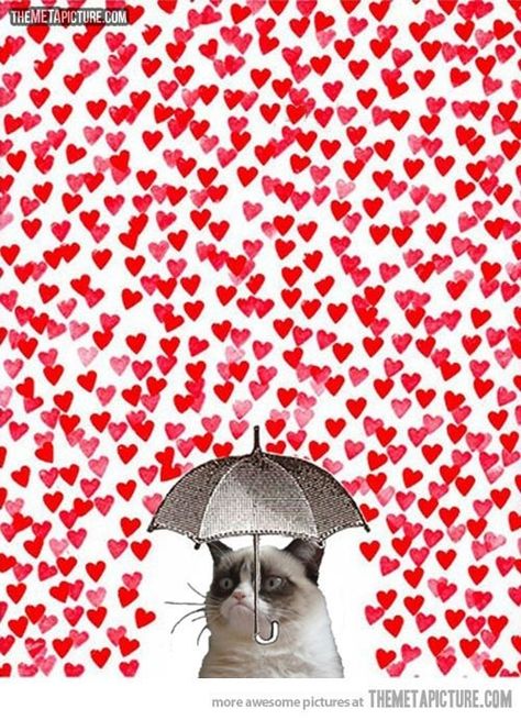 Grumpy Cat and Valentines Day! Holiday Quotes Funny, Grumpy Cat Memes, Valentine Picture, Memes In Real Life, Memes Love, Holiday Quotes, My Funny Valentine, Holiday Pictures, Relationship Memes