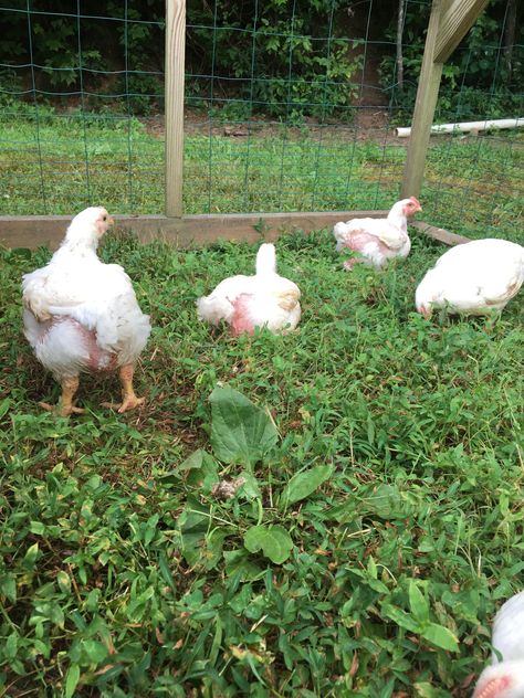 Cornish Cross Chickens, Raising Meat Chickens, Meat Birds, Chicken Tractors, Chicken Tractor, Cornish Hens, Laying Hens, Chicken Breeds, Meat Chickens