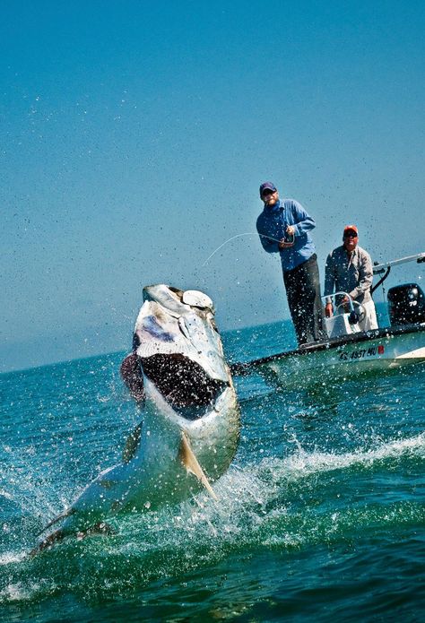 Action Shot! Tarpon on. Fly Fishing Photography, Tarpon Fishing, Big Game Fishing, Fishing Photos, Offshore Fishing, Fishing Photography, Salt Water Fishing, Salt Water Fish, Cool Fish