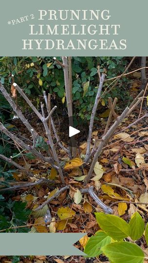 110K views · 329 reactions | Spaghetti sticks! That’s what I call them. Scrawny little sticks that need to go. Pruning “limelight” hydrangeasPart two as promised!Remove all the sticks smaller than a pencil to clean up your shrub and prep it for spring. You can see how this one got a substantial trim this year. Be sure to watch my last video. It was time. It’s about 18-24 inches tall now and has 2-3 pairs of nodes on each stem. I like to give them a very open middle for more airflow during the summer because I know they fill in quickly. Cut off anything that is rubbing another branch or crossing awkwardly back into the middle. I prune mine in the fall because our snow is so heavy it does intense damage and it stresses out my husband. 😂 I’ve also noticed that in my yard the bushes I prune i Limelight Hydrangeas, Fall Video, Limelight Hydrangea, In The Fall, My Last, Clean Up, Hydrangea, The Fall, Garden Design