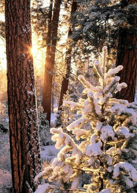 Sunny Winter, Art Hobby, Wallpaper Winter, I Love Snow, Winter Schnee, Winter Szenen, Winter Love, Sun Is Shining, Winter Magic